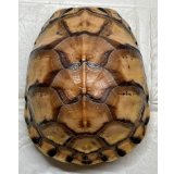 【2024年生まれ最後の1匹！！】トウブハコガメ2024【Ｎｏ，1】