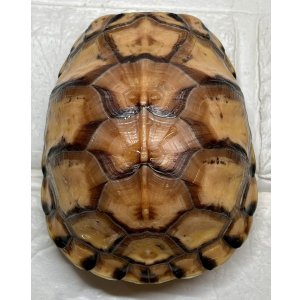 画像: 【2024年生まれ最後の1匹！！】トウブハコガメ2024【Ｎｏ，1】