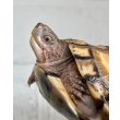 画像6: 【2024年生まれ最後の1匹！！】トウブハコガメ2024【Ｎｏ，1】 (6)
