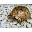 画像12: 【2024年生まれ最後の1匹！！】トウブハコガメ2024【Ｎｏ，1】 (12)