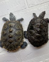 画像: カロリナダイヤモンドバックテラピンコンセントリック(ペア)